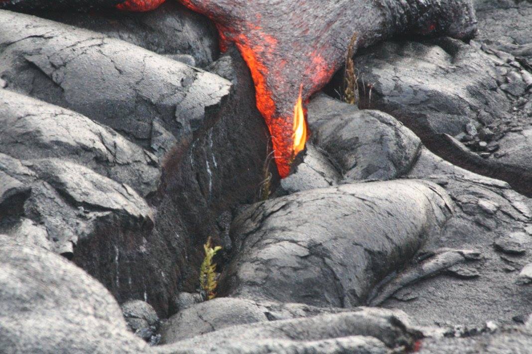 Lava burning plants